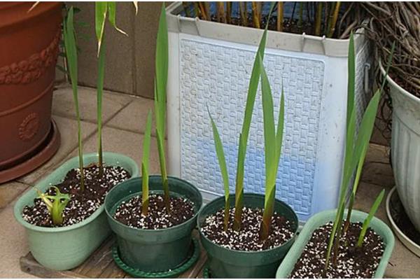 唐菖蒲种球的栽培时间，春秋季节有利于种球发芽