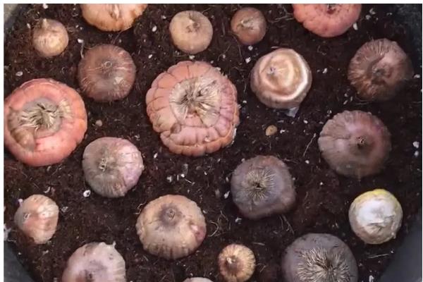 唐菖蒲种球的栽培时间，春秋季节有利于种球发芽