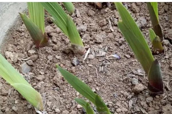 唐菖蒲种球的栽培时间，春秋季节有利于种球发芽