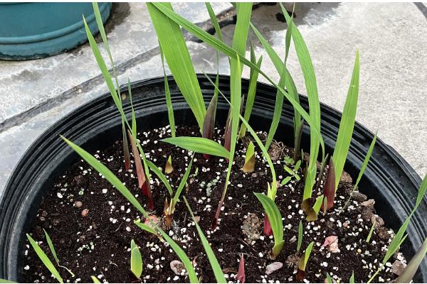 唐菖蒲种球的栽培时间，春秋季节有利于种球发芽