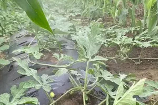 醚菌酯的使用方法,根据防治对象决定用药量