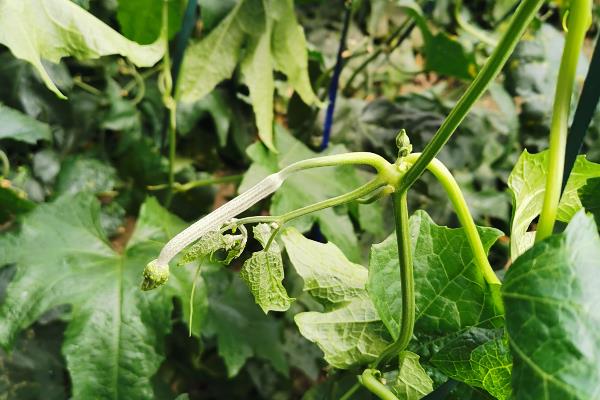 醚菌酯的使用方法,根据防治对象决定用药量