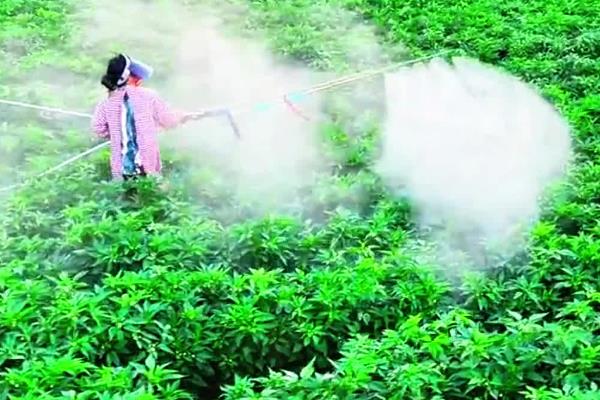 醚菌酯的使用方法,根据防治对象决定用药量