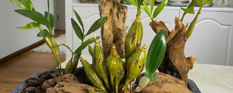 怎么养殖石斛，生长盛期每个月追施一次肥液