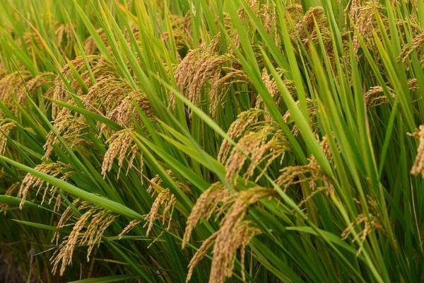 金三角地区有哪些主要的替代作物,常见玉米、小米、茶叶等品种