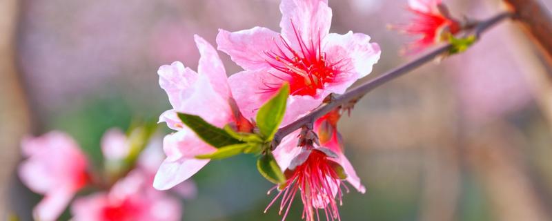 二月份开花的树有哪些，有梅花、桃花等