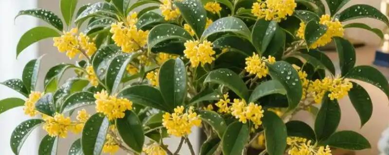 四季桂如何施肥，上盆的时候要施足基肥