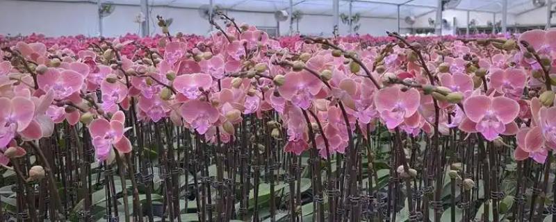 蝴蝶兰怎么进行简易养护，平时把空气湿度保持在60-80%