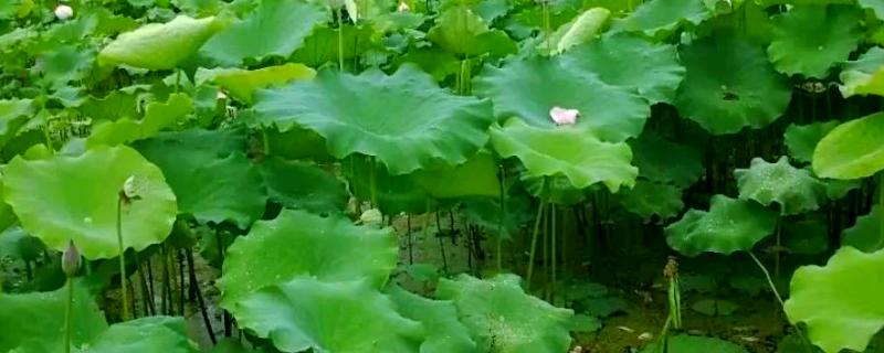 什么时候种莲藕，南方通常在2月种植