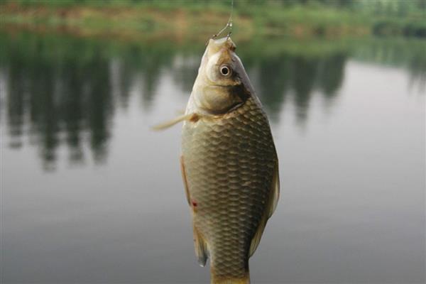 10度以下钓鲫鱼用什么饵料，推荐用活饵