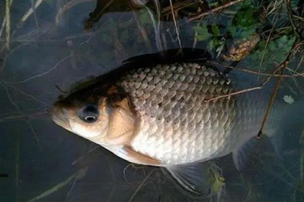 10度以下钓鲫鱼用什么饵料，推荐用活饵