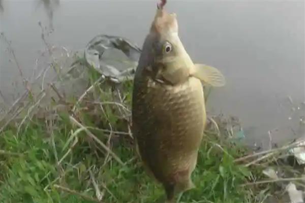 10度以下钓鲫鱼用什么饵料，推荐用活饵