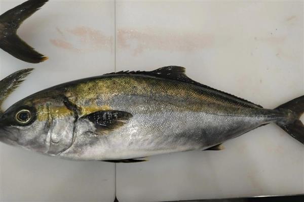 青甘鱼的产地，在日本海及台湾以南海域