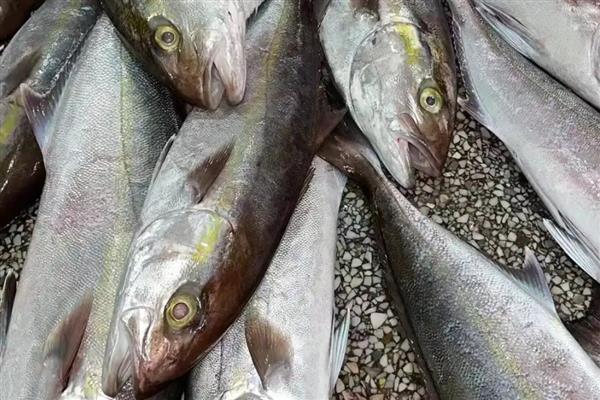 青甘鱼的产地，在日本海及台湾以南海域