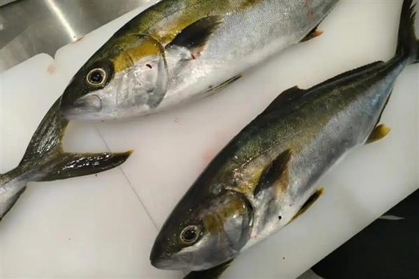 青甘鱼的产地，在日本海及台湾以南海域