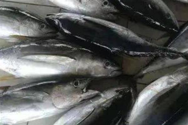 青甘鱼的产地，在日本海及台湾以南海域