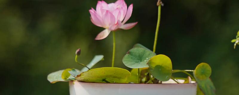 碗莲种子的水培方法，在盆底装填泥土再注水播种
