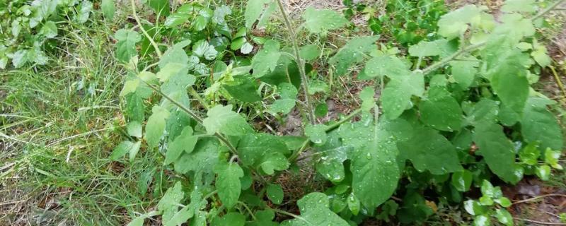 白英怎么种植，齐苗后要中耕除草