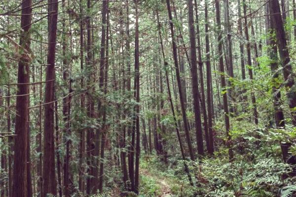 杉木商品林的造林密度，在山洼等地方每公顷栽种1400-1800株