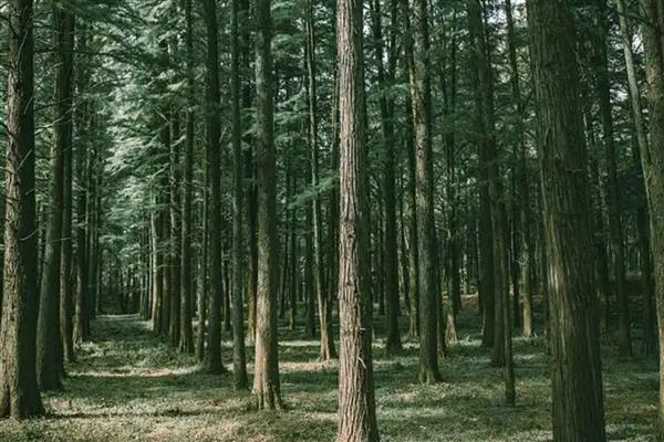 杉木商品林的造林密度，在山洼等地方每公顷栽种1400-1800株