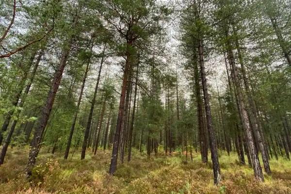 杉木商品林的造林密度，在山洼等地方每公顷栽种1400-1800株