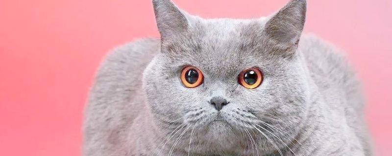 怎么正确的饲养猫咪，注意营养均衡