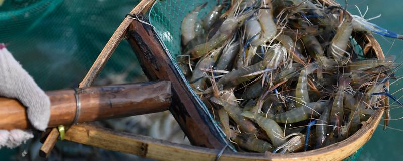 人工养殖的虾吃了有没有危害，正常食用没有危害