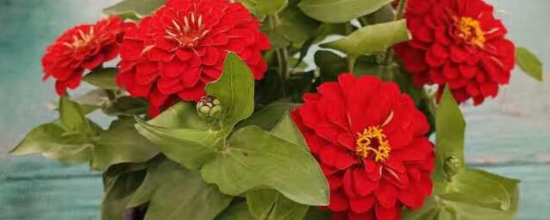 百日菊开花后如何处理，要及时进行修剪