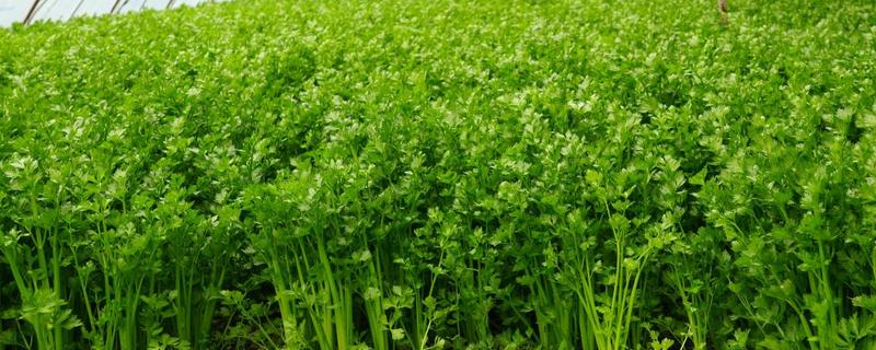 大棚芹菜怎么种植，播种出苗后再定植