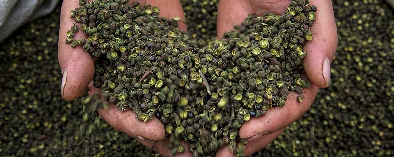 花椒种子的播种时间，秋播时间为种子采收后至土壤结冻前