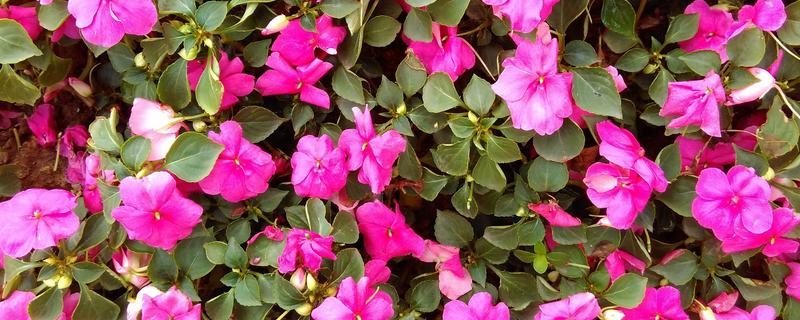 非洲凤仙的爆盆方法，春秋冬三季接受全日照