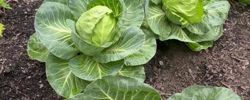 牛心菜是不是卷心菜，牛心菜不是卷心菜