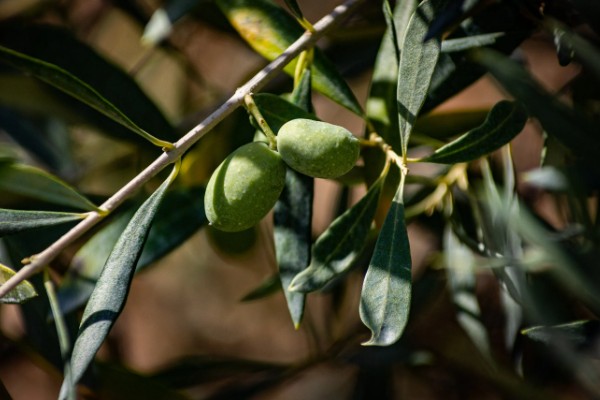 橄榄叶有什么寓意，代表和平、顺利等含义