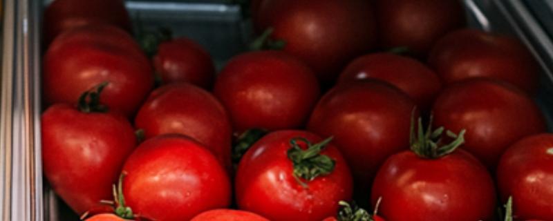 西红柿能不能用冰箱保存，用冰箱冷藏可保存10天左右
