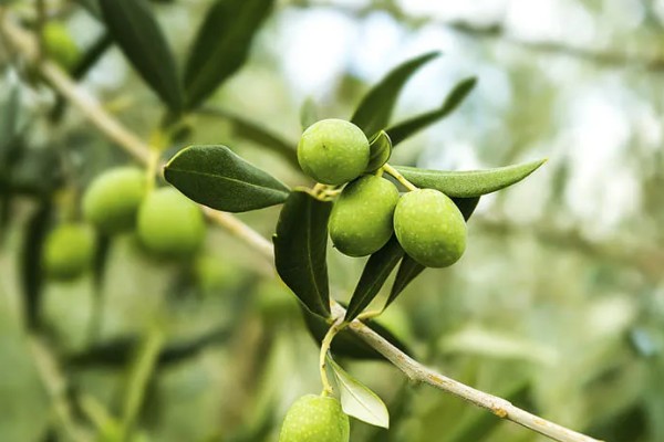 橄榄叶有什么寓意，代表和平、顺利等含义