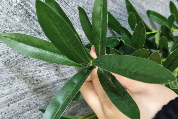 橄榄叶有什么寓意，代表和平、顺利等含义