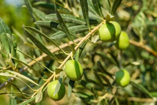 橄榄叶有什么寓意，代表和平、顺利等含义