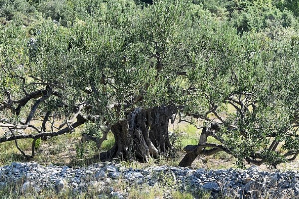橄榄叶有什么寓意，代表和平、顺利等含义
