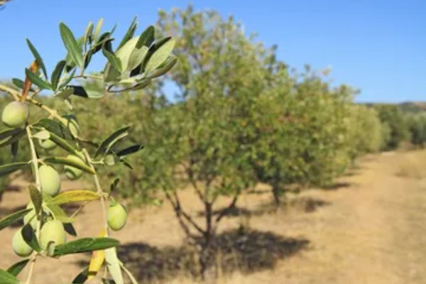 橄榄叶有什么寓意，代表和平、顺利等含义