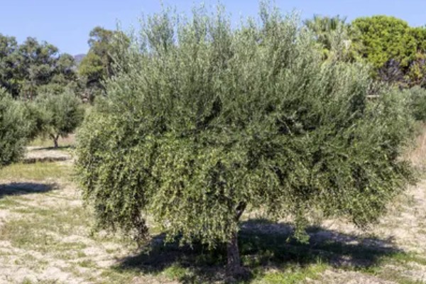 橄榄叶有什么寓意，代表和平、顺利等含义