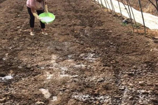 马齿苋怎么管理，旺长期每隔一个月追肥一次