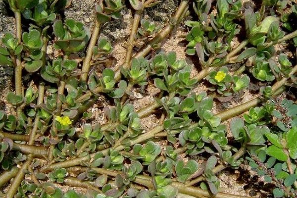马齿苋怎么管理，旺长期每隔一个月追肥一次