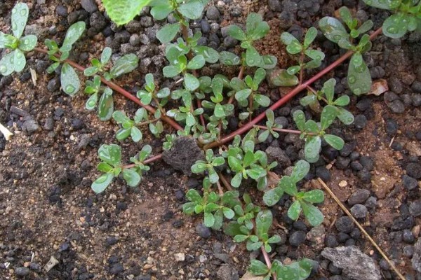 马齿苋怎么管理，旺长期每隔一个月追肥一次