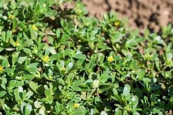 马齿苋怎么管理，旺长期每隔一个月追肥一次
