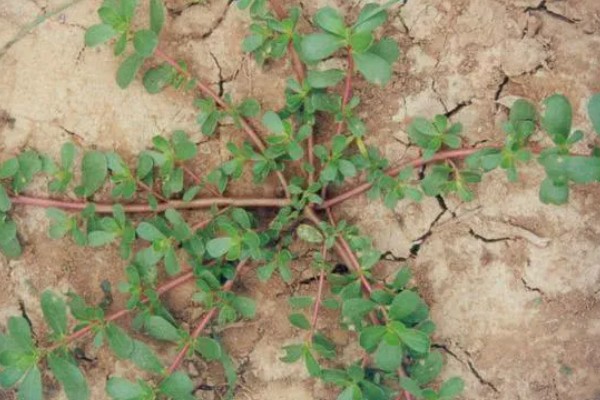 马齿苋怎么管理，旺长期每隔一个月追肥一次