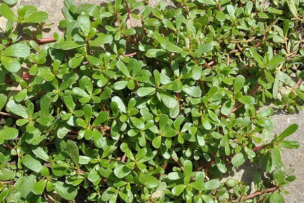 马齿苋怎么管理，旺长期每隔一个月追肥一次