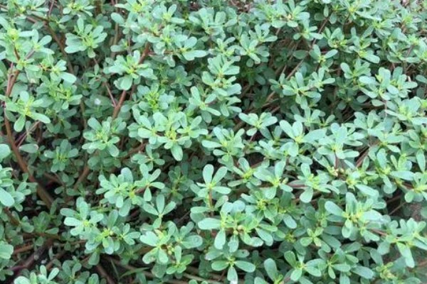 马齿苋怎么管理，旺长期每隔一个月追肥一次