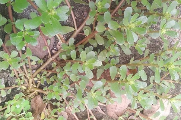 马齿苋怎么管理，旺长期每隔一个月追肥一次