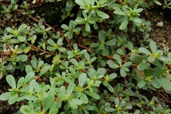 马齿苋怎么管理，旺长期每隔一个月追肥一次