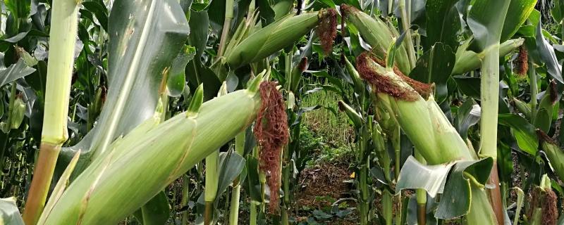 HM3568玉米种子特点，注意防治丝黑穗病